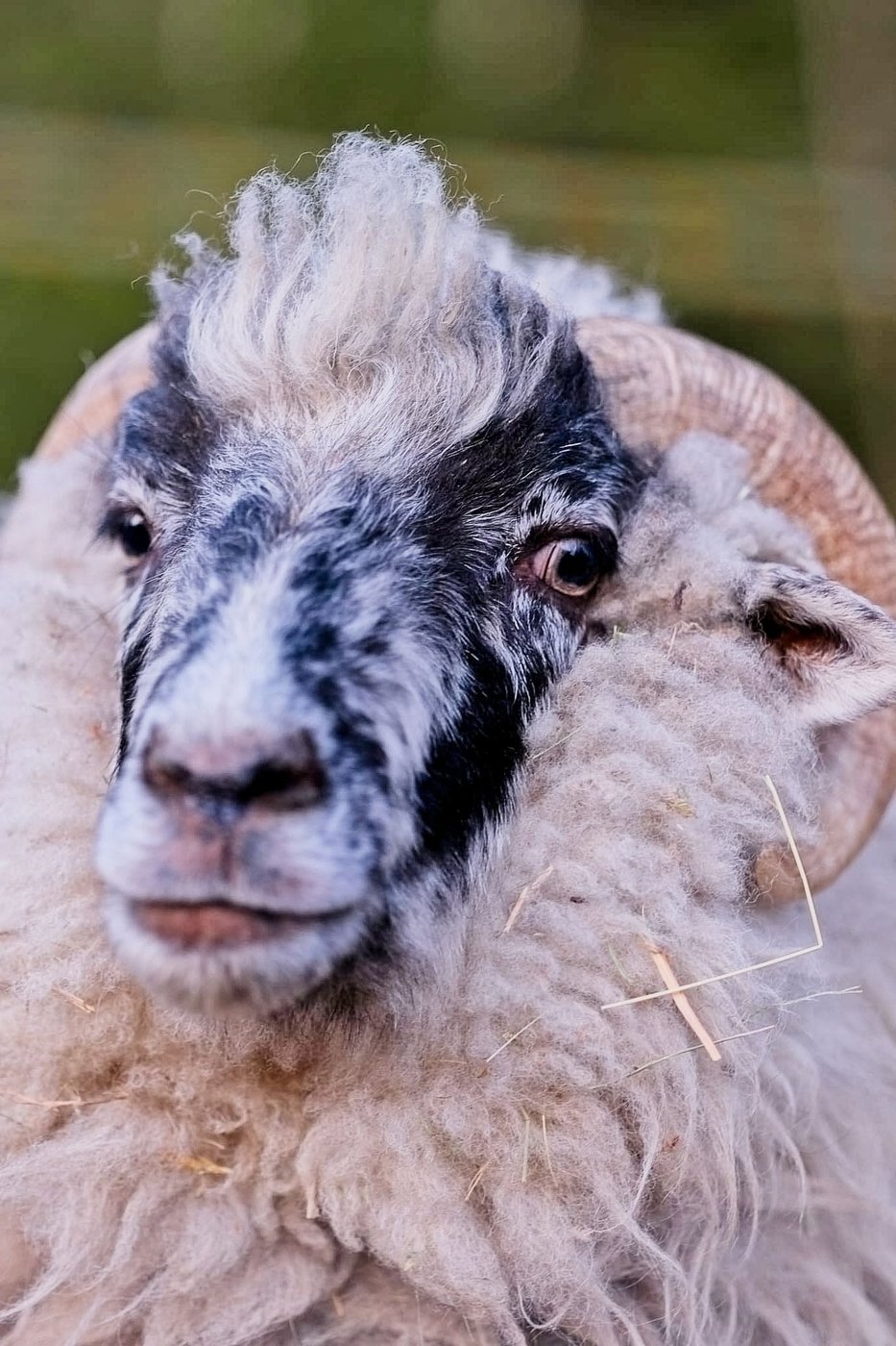 The sheep