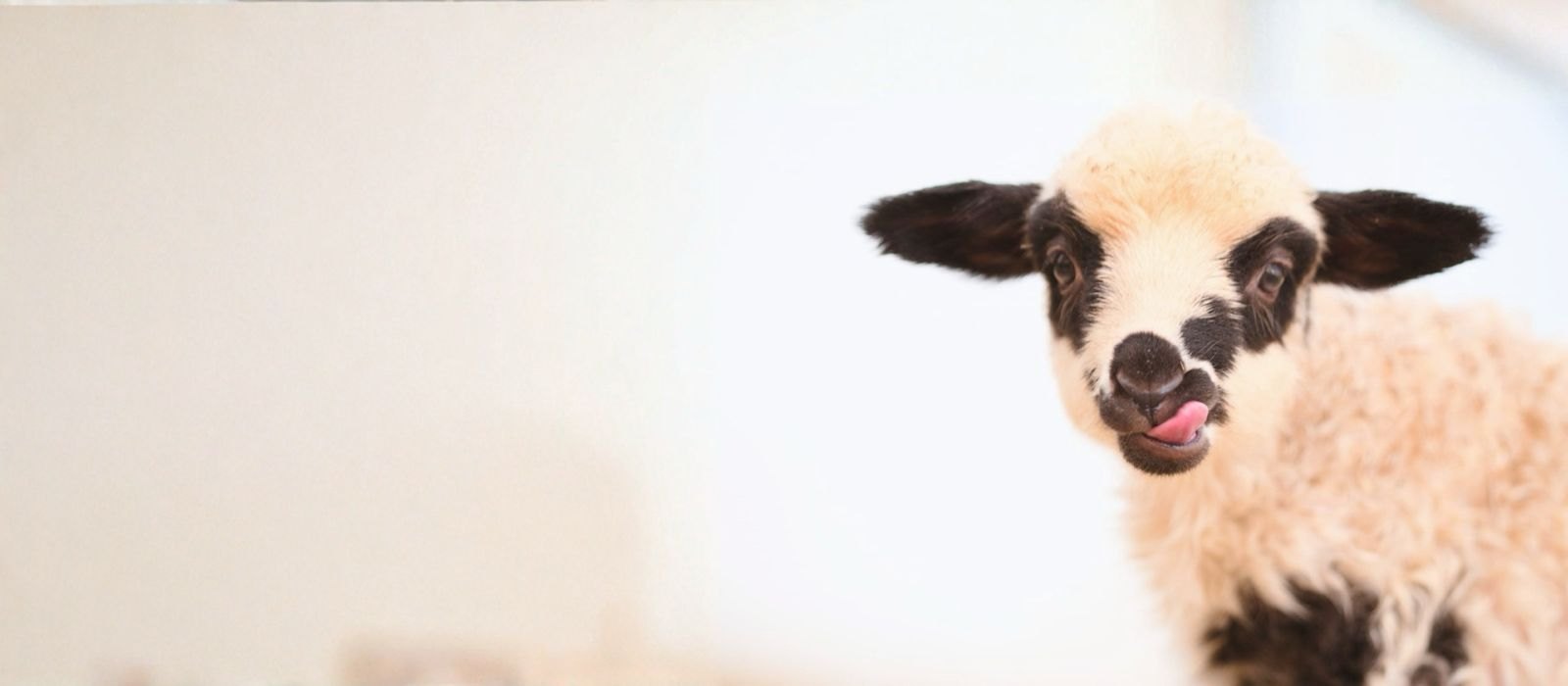 Animăluțe salvate la Sanctuarul Spirit Animals, în Bucovina