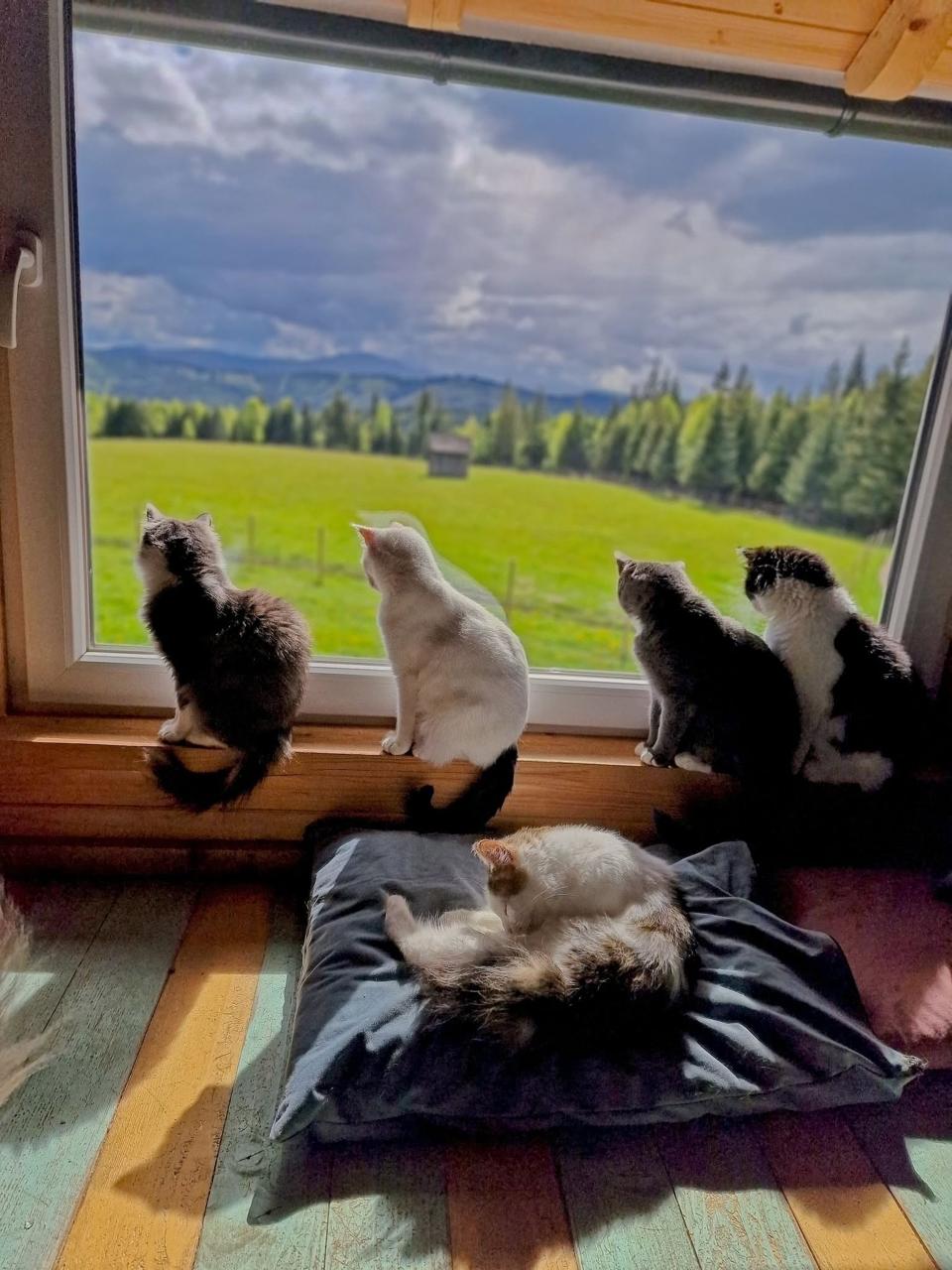The cats