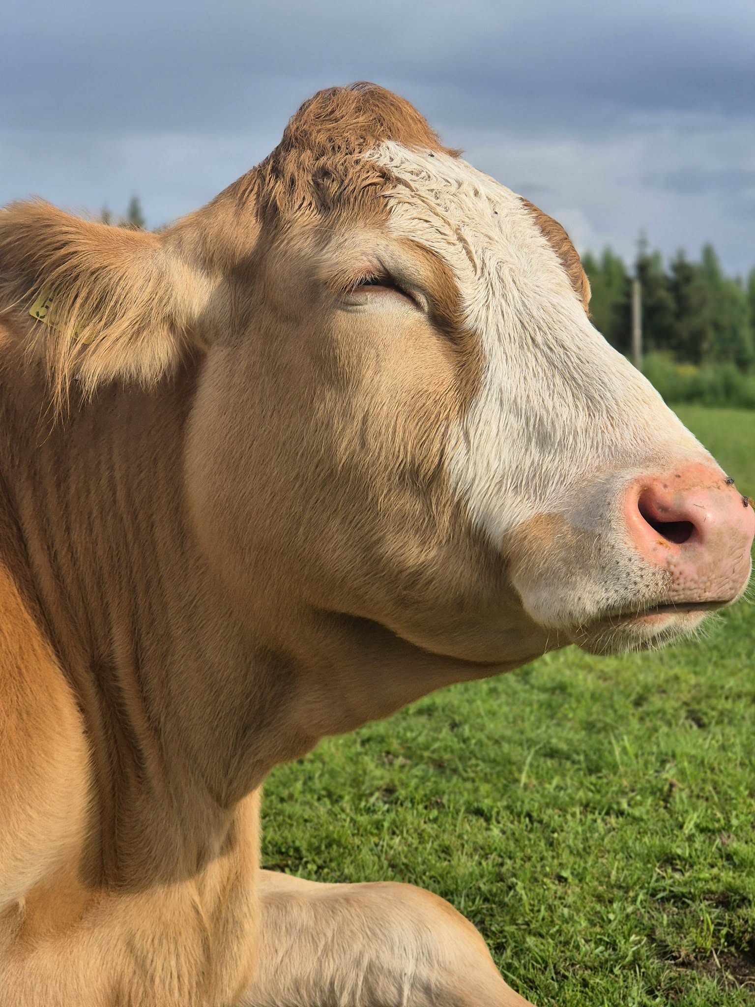 The cows