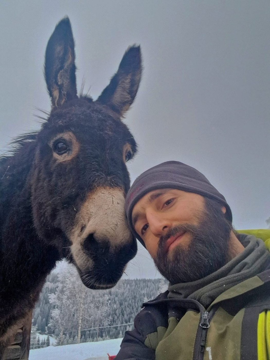 The donkeys