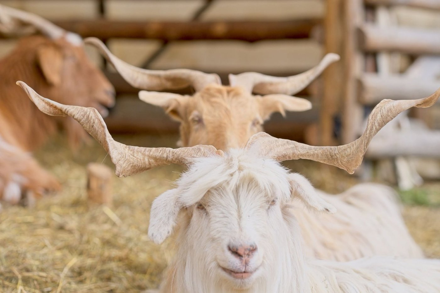 The goats