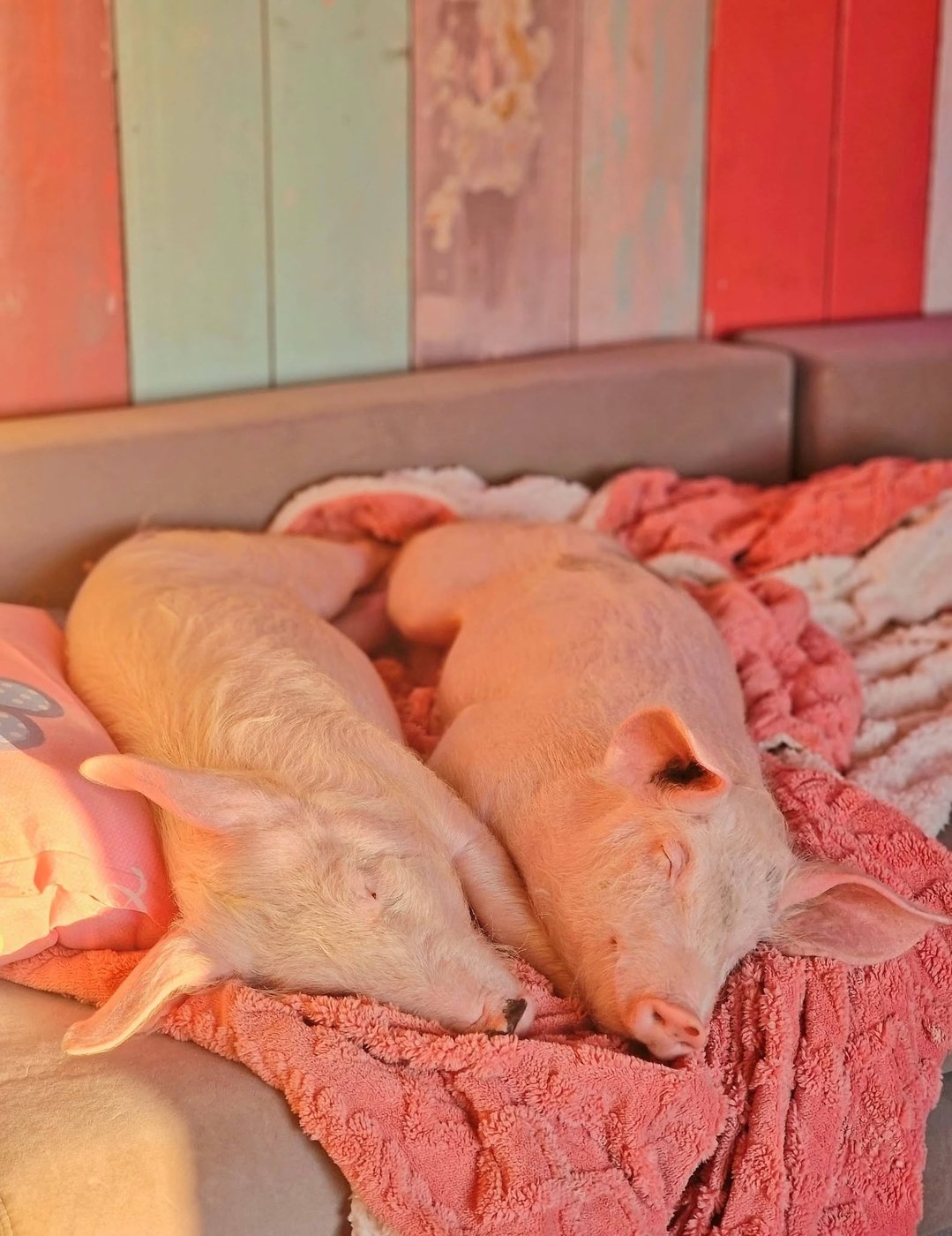 The pigs