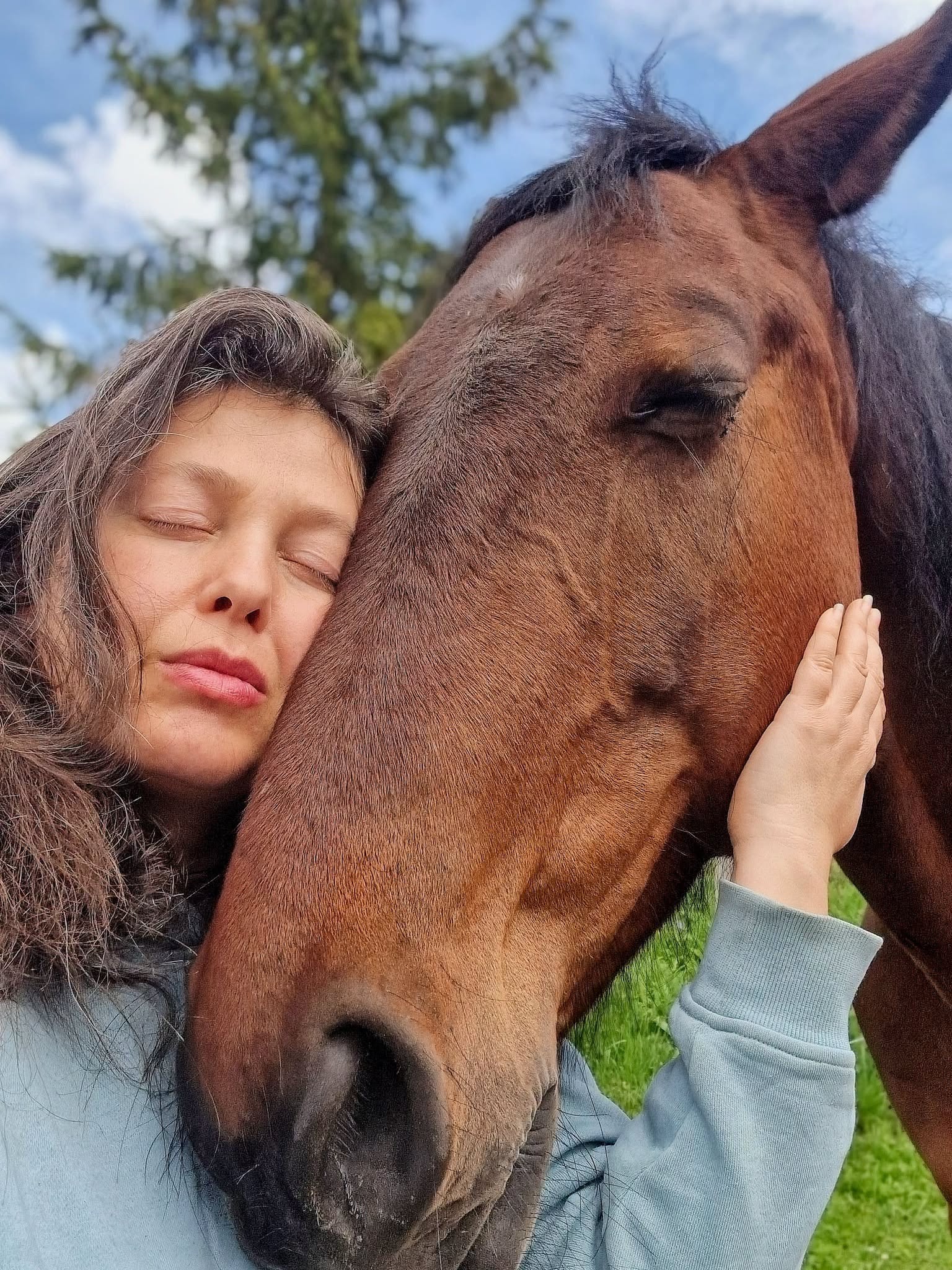 The horses